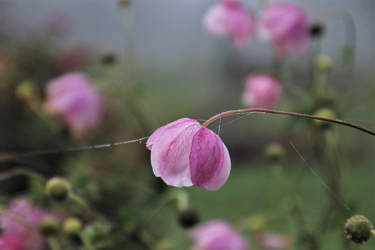 ピンクの花